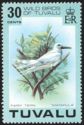 Fairy Tern (Gygis alba)